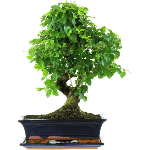 Troène de Chine, Bonsai, 12 ans, 47cm