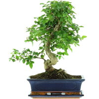 Chinesischer Liguster, Bonsai, 12 Jahre, 47cm