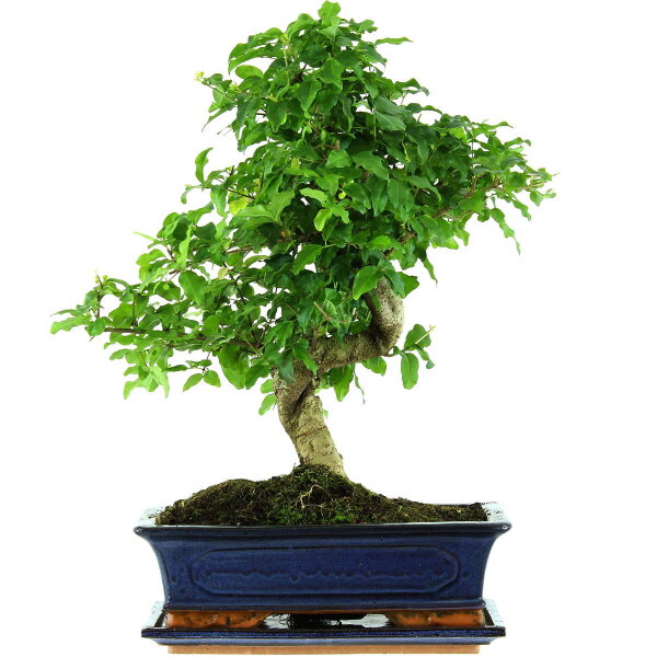 Chinesischer Liguster, Bonsai, 12 Jahre, 47cm