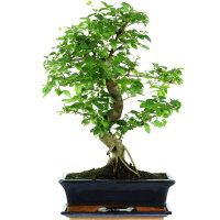 Ligustro chino, Bonsai, 12 años, 52cm