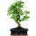 Ligustr chinski, Bonsai, 12 letnie, 52cm