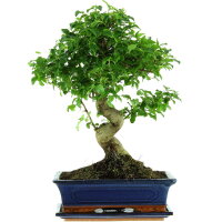 Chinesischer Liguster, Bonsai, 12 Jahre, 49cm