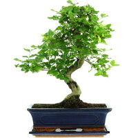 Tro&egrave;ne de Chine, Bonsai, 12 ans, 45cm