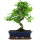 Ligustr chinski, Bonsai, 12 letnie, 45cm