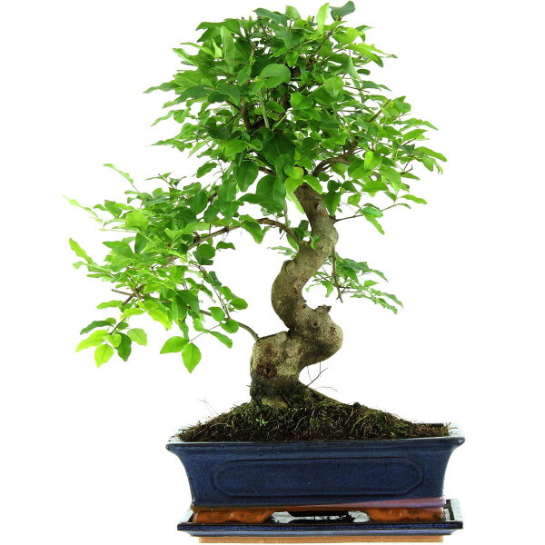 Troène de Chine, Bonsai, 12 ans, 51cm