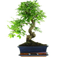 Chinesischer Liguster, Bonsai, 12 Jahre, 51cm