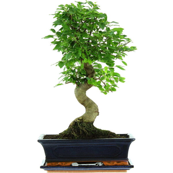 Ligustro chino, Bonsai, 12 años, 49cm