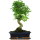 Ligustr chinski, Bonsai, 12 letnie, 49cm