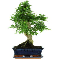 Japanese privet, Bonsai, 12 years, 51cm