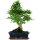 Ligustr chinski, Bonsai, 12 letnie, 51cm