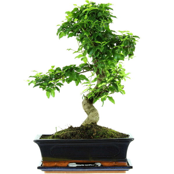 Chinesischer Liguster, Bonsai, 12 Jahre, 49cm