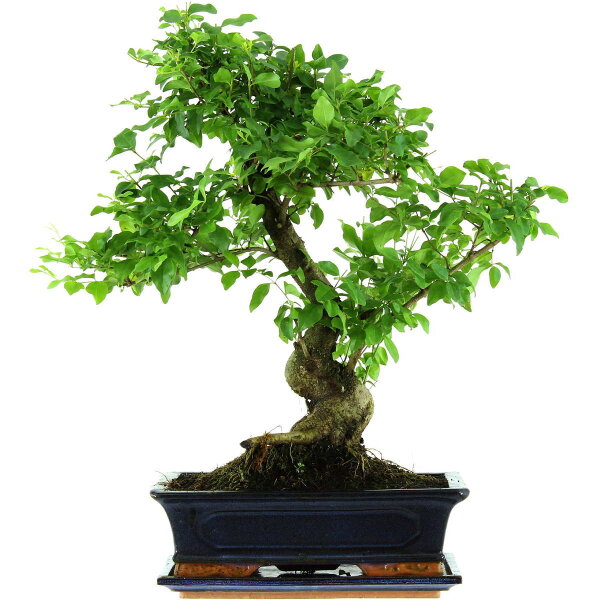 Ligustro chino, Bonsai, 12 años, 53cm