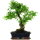 Ligustr chinski, Bonsai, 12 letnie, 53cm