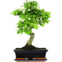 Tro&egrave;ne de Chine, Bonsai, 12 ans, 49cm