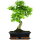 Ligustr chinski, Bonsai, 12 letnie, 49cm