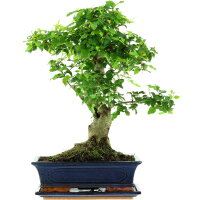 Tro&egrave;ne de Chine, Bonsai, 12 ans, 49cm