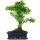 Ligustr chinski, Bonsai, 12 letnie, 49cm