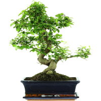 Chinesischer Liguster, Bonsai, 12 Jahre, 47cm