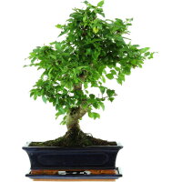 Tro&egrave;ne de Chine, Bonsai, 12 ans, 49cm