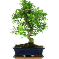 Chinesischer Liguster, Bonsai, 12 Jahre, 49cm