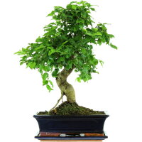 Tro&egrave;ne de Chine, Bonsai, 12 ans, 51cm