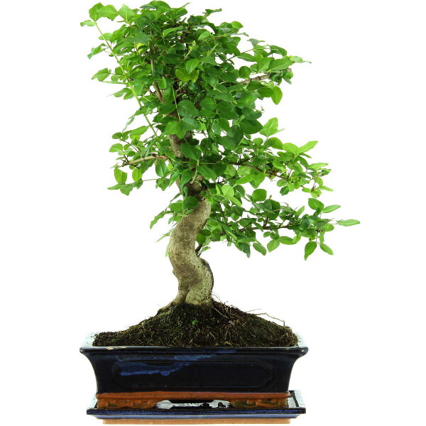 Chinesischer Liguster, Bonsai, 12 Jahre, 51cm