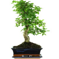 Tro&egrave;ne de Chine, Bonsai, 12 ans, 51cm