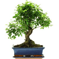 Chinesischer Liguster, Bonsai, 12 Jahre, 48cm