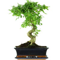 Troène de Chine, Bonsai, 12 ans, 49cm