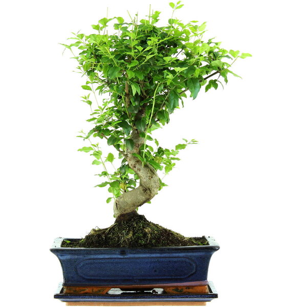 Chinesischer Liguster, Bonsai, 12 Jahre, 46cm