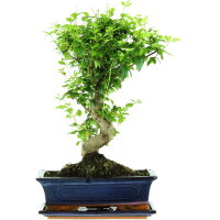 Tro&egrave;ne de Chine, Bonsai, 12 ans, 46cm