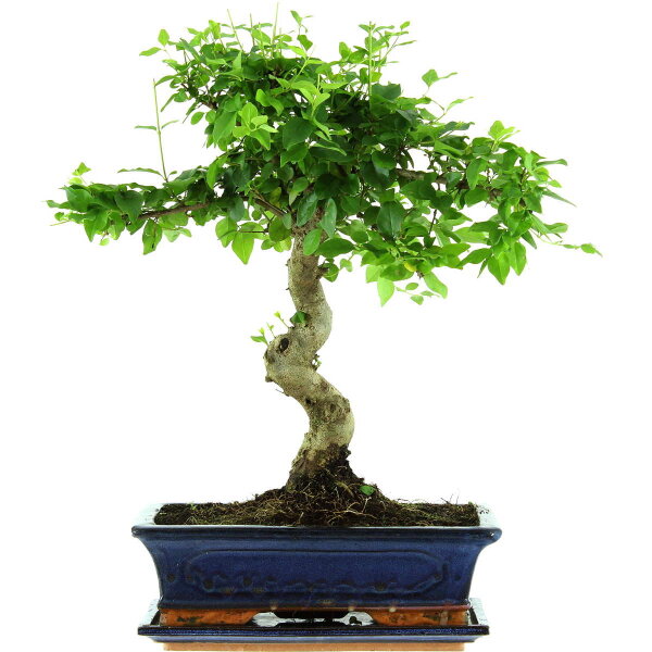 Ligustro chino, Bonsai, 12 años, 47cm