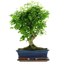 Chinesischer Liguster, Bonsai, 12 Jahre, 48cm