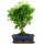 Ligustr chinski, Bonsai, 12 letnie, 48cm