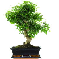 Japanese privet, Bonsai, 12 years, 50cm