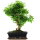 Ligustr chinski, Bonsai, 12 letnie, 50cm