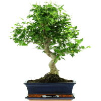 Ligustro chino, Bonsai, 12 años, 52cm