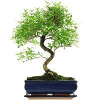 Junischnee, Bonsai, 11 Jahre, 43cm