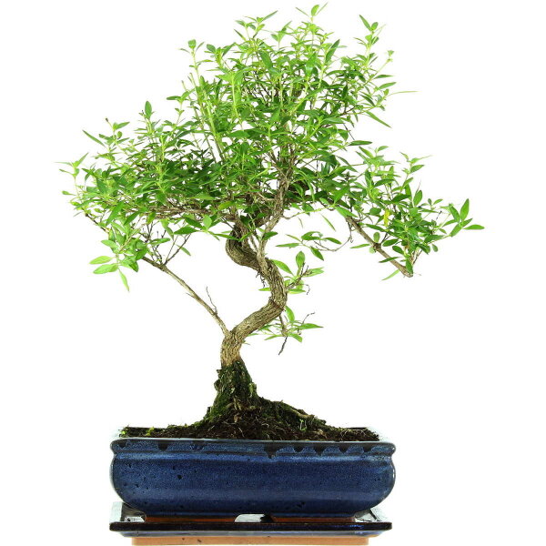 Serissa, Bonsai, 11 años, 44cm