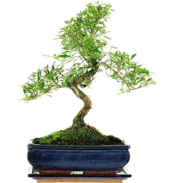 Snowrose, Bonsai, 11 years, 40cm