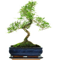 Serissa, Bonsai, 11 a&ntilde;os, 40cm