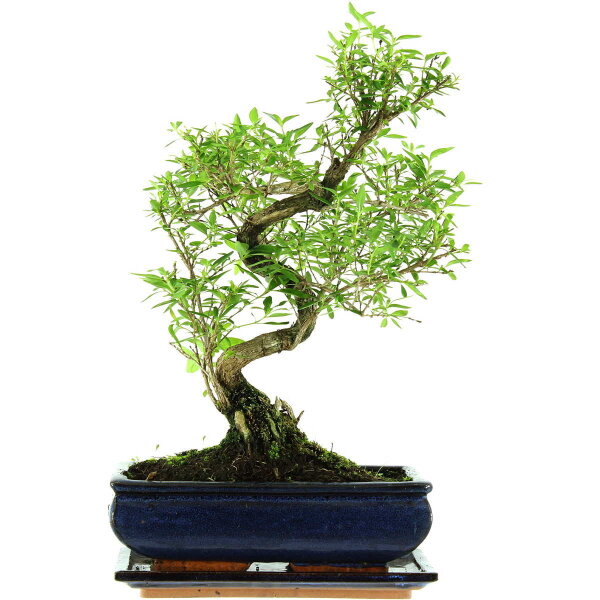 Serissa, Bonsai, 11 letnie, 42cm