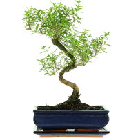 Junischnee, Bonsai, 11 Jahre, 41cm