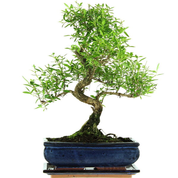 Snowrose, Bonsai, 11 years, 42cm