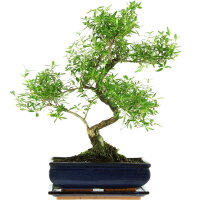 Snowrose, Bonsai, 11 years, 45cm