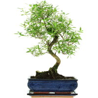 Junischnee, Bonsai, 11 Jahre, 43cm