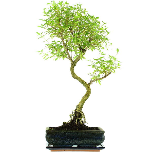 Snowrose, Bonsai, 11 years, 58cm