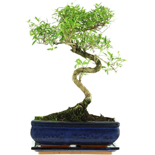 Serissa, Bonsai, 11 letnie, 40cm