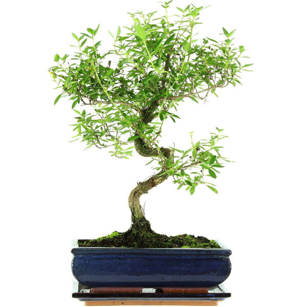 Serissa, Bonsai, 11 años, 43cm