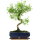 Snowrose, Bonsai, 11 years, 43cm